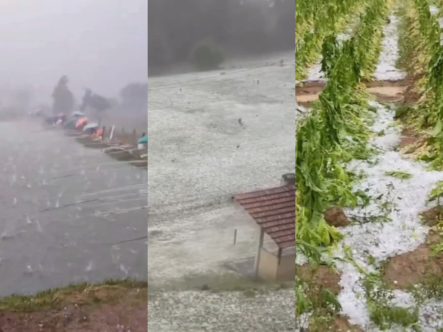 “Cena de filme”: tempestade de granizo devasta plantações e assusta moradores em SC