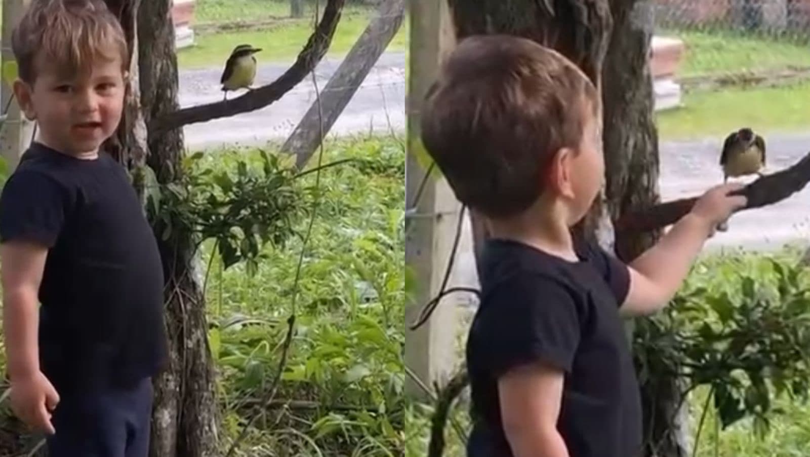 Menino de 2 anos viraliza ao brincar com bem-te-vi em SC