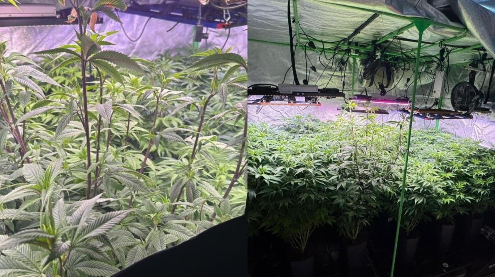 Estufas revelam estrutura sofisticada de cultivo de drogas em Joinville