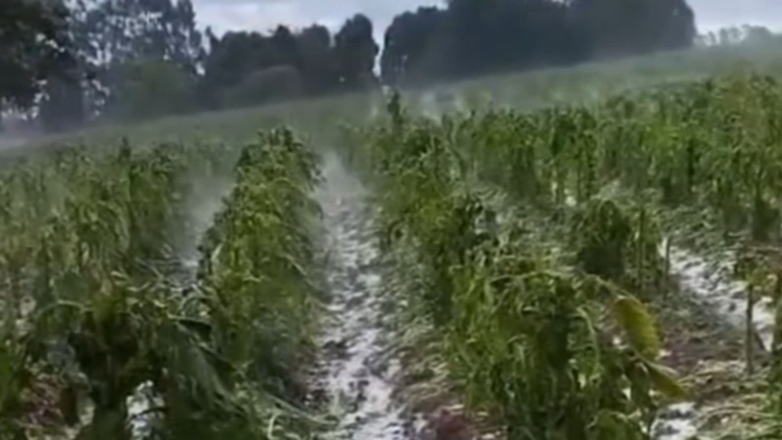Agricultores sofrem grandes perdas após temporal com granizo em SC