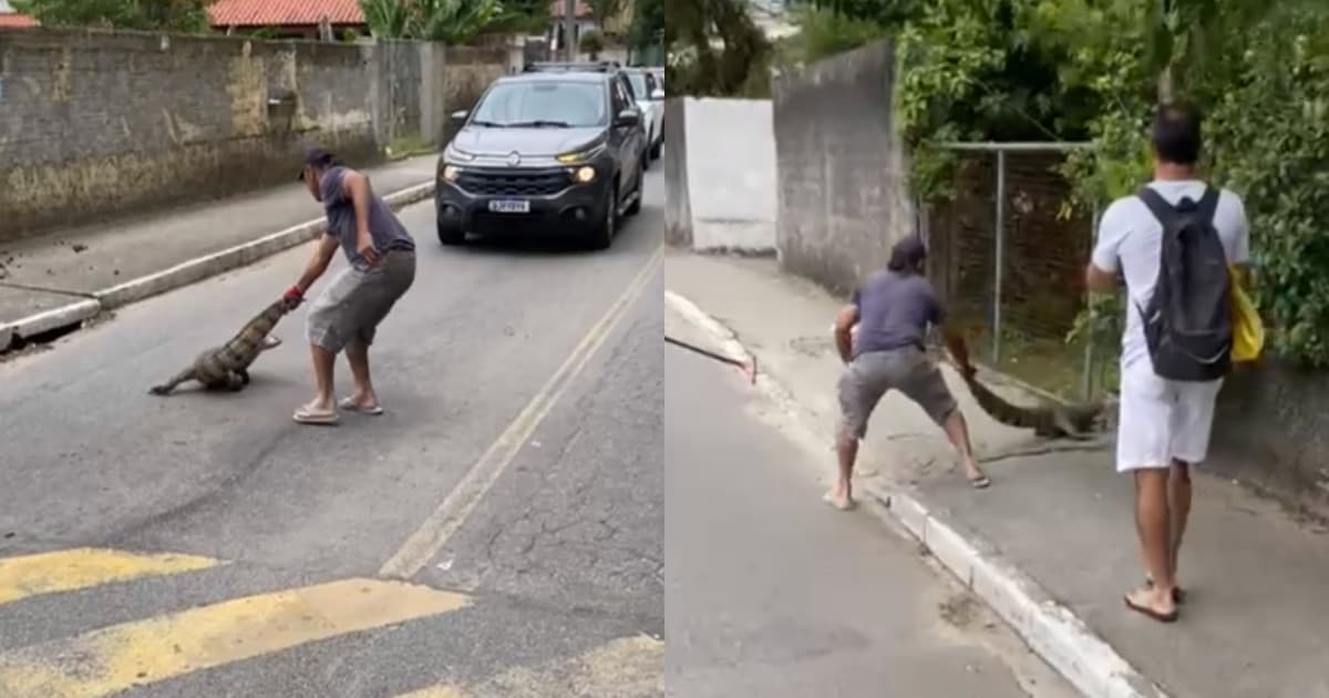 Jacaré tenta atravessar rua fora da “faixa de pedestre” e assusta moradores em Florianópolis