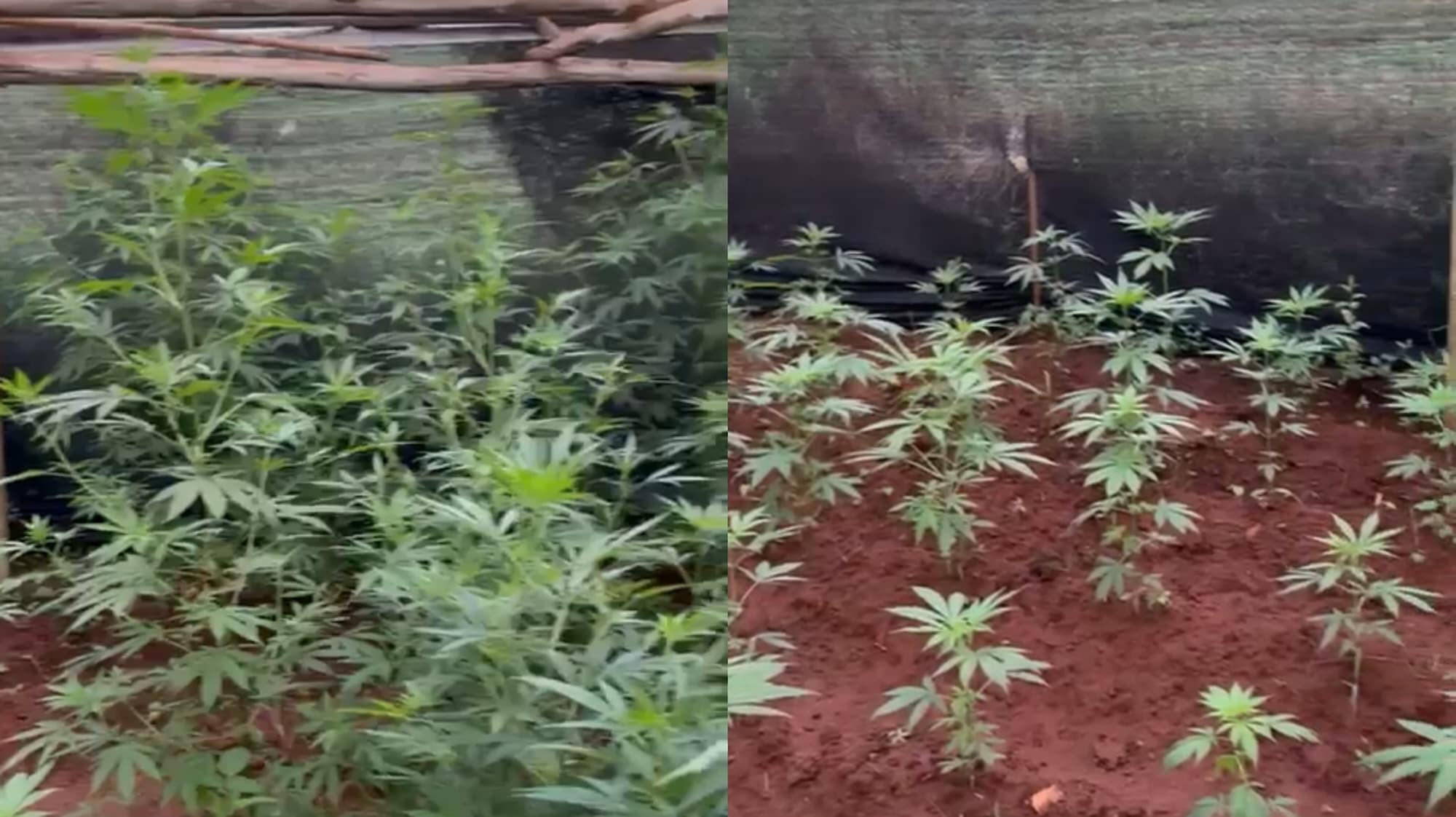 Ação policial encontra “fazenda” de maconha e apreende 85 kg da droga em SC