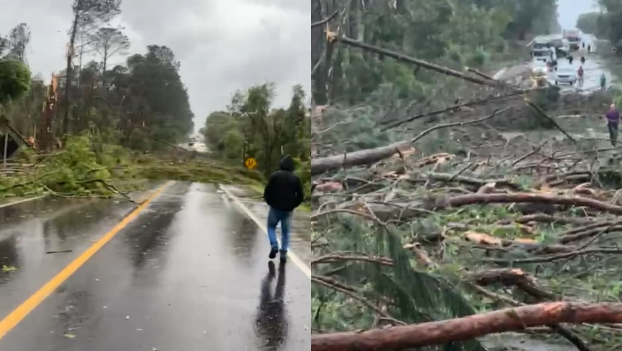 URGENTE: Ciclone deixa rastro de destruição e rodovia é bloqueada por árvores em SC