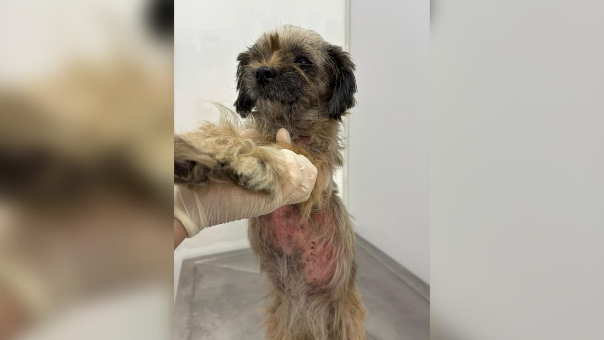 Cachorro é encontrado em carne viva e sangrando após maus-tratos em Blumenau