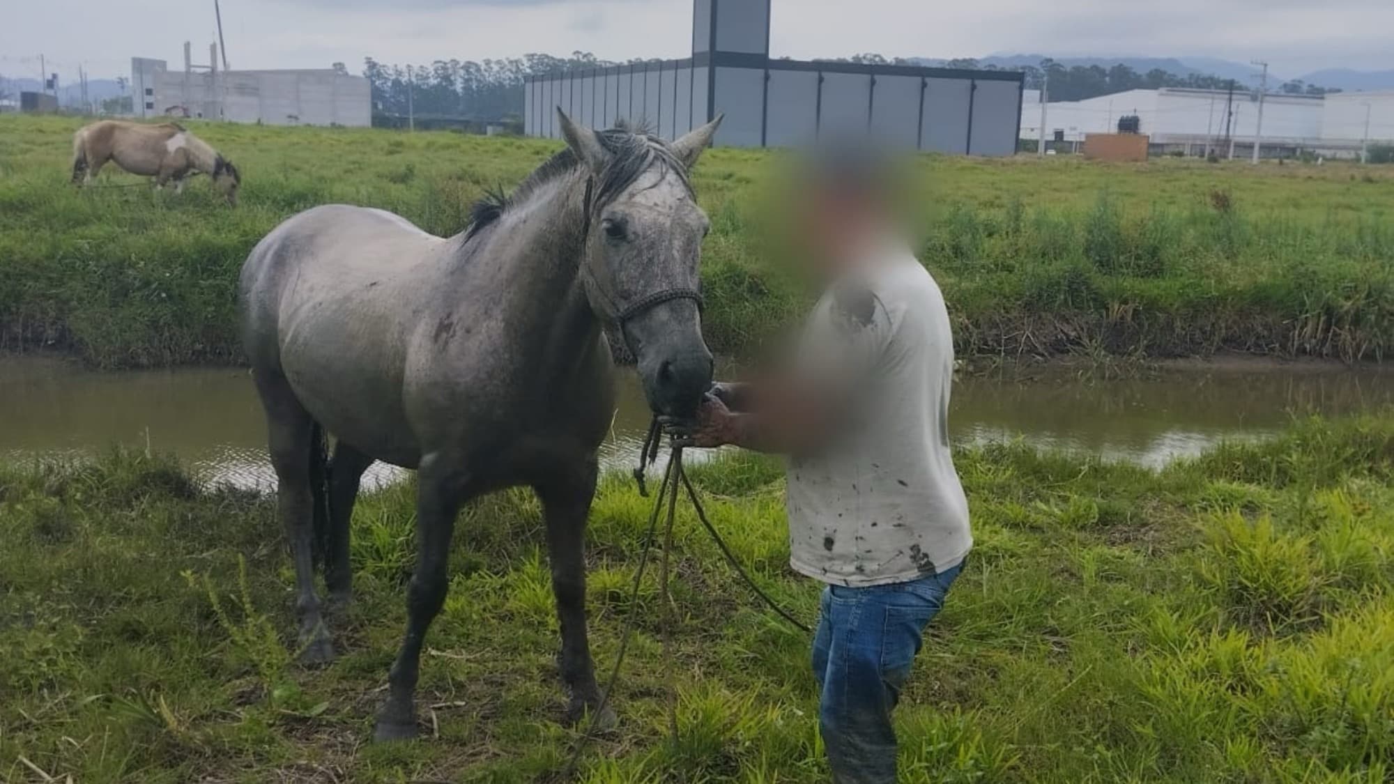 Cavalo cai em vala e é resgatado por bombeiros e moradores em Tijucas