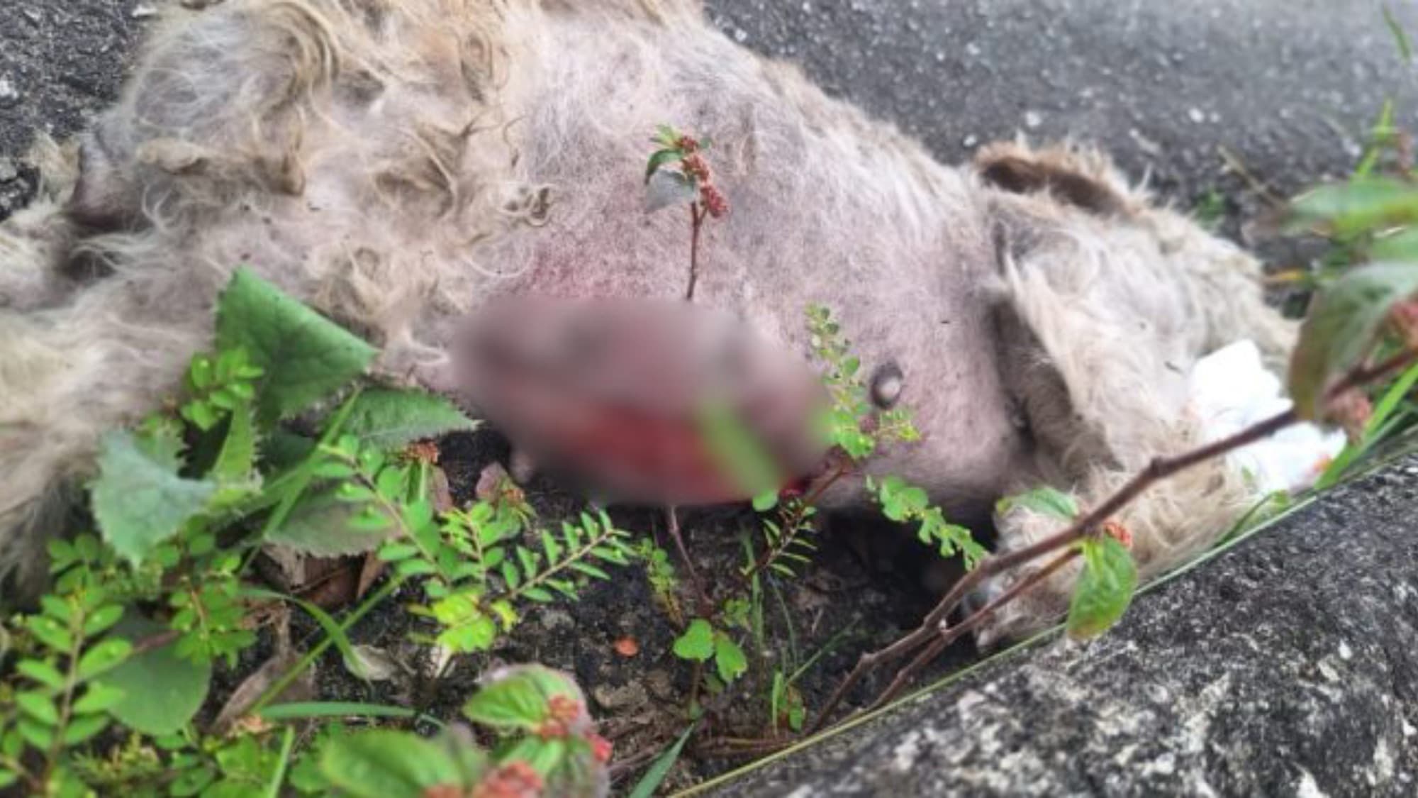 Cachorra é estuprada e morta após tutora sair para trabalhar em SC