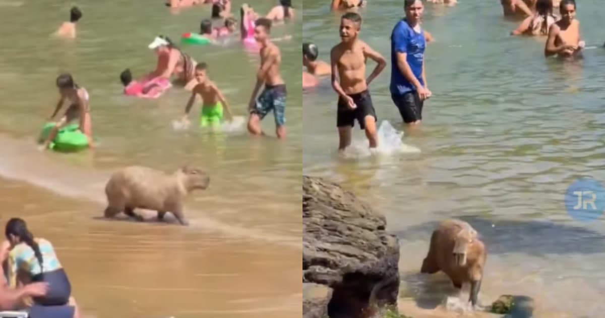 Crianças jogam pedras em capivara que se assusta e foge para o mar em Balneário Camboriú