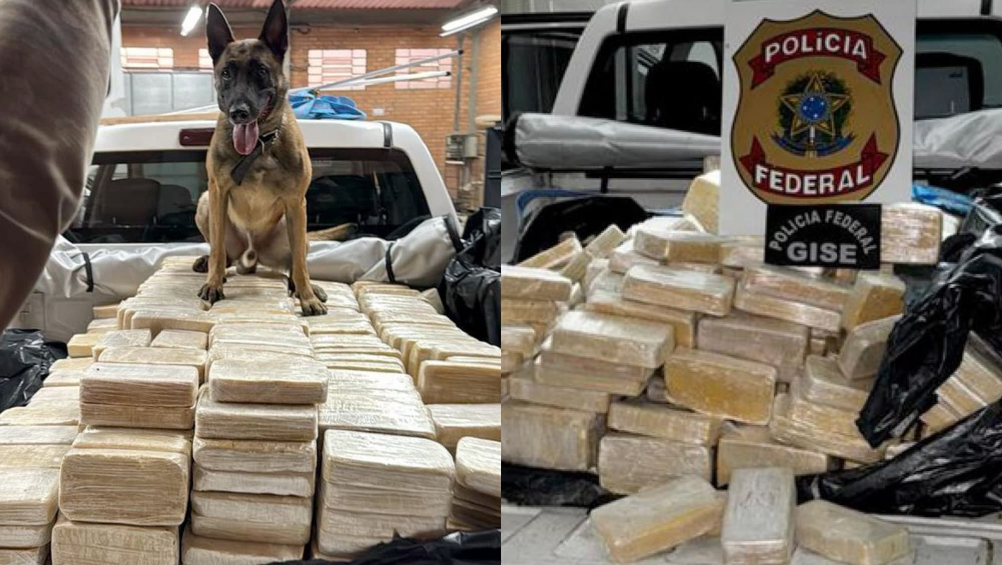 Carga milionária de mais de 600 kg de cocaína é encontrada em bunker subterrâneo em SC