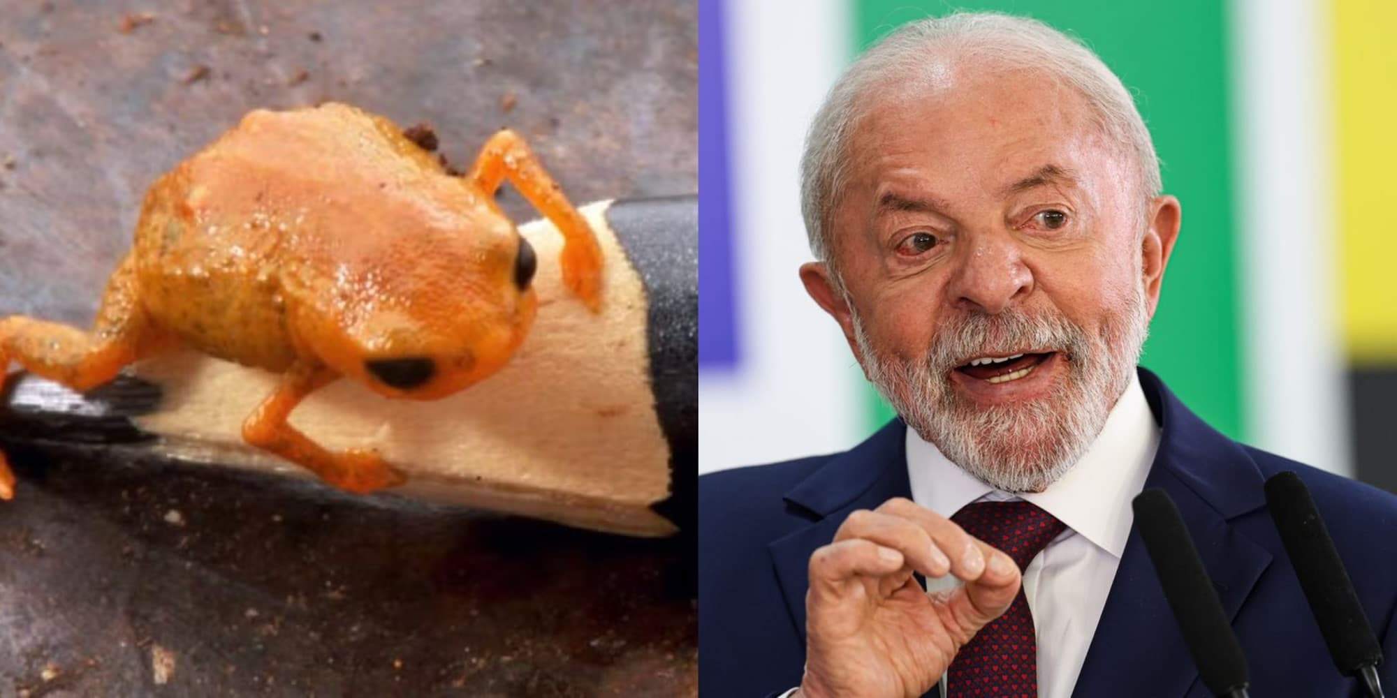 Sapinho encontrado em SC vira homenagem para Lula