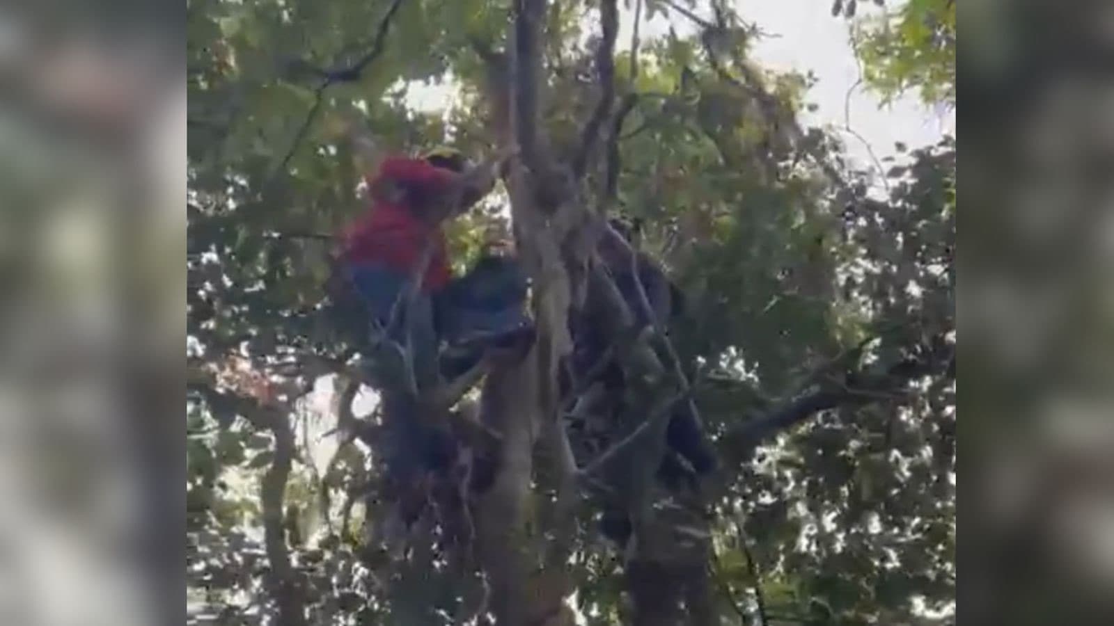 Piloto de parapente fica preso em árvore e mobiliza bombeiros em Itajaí