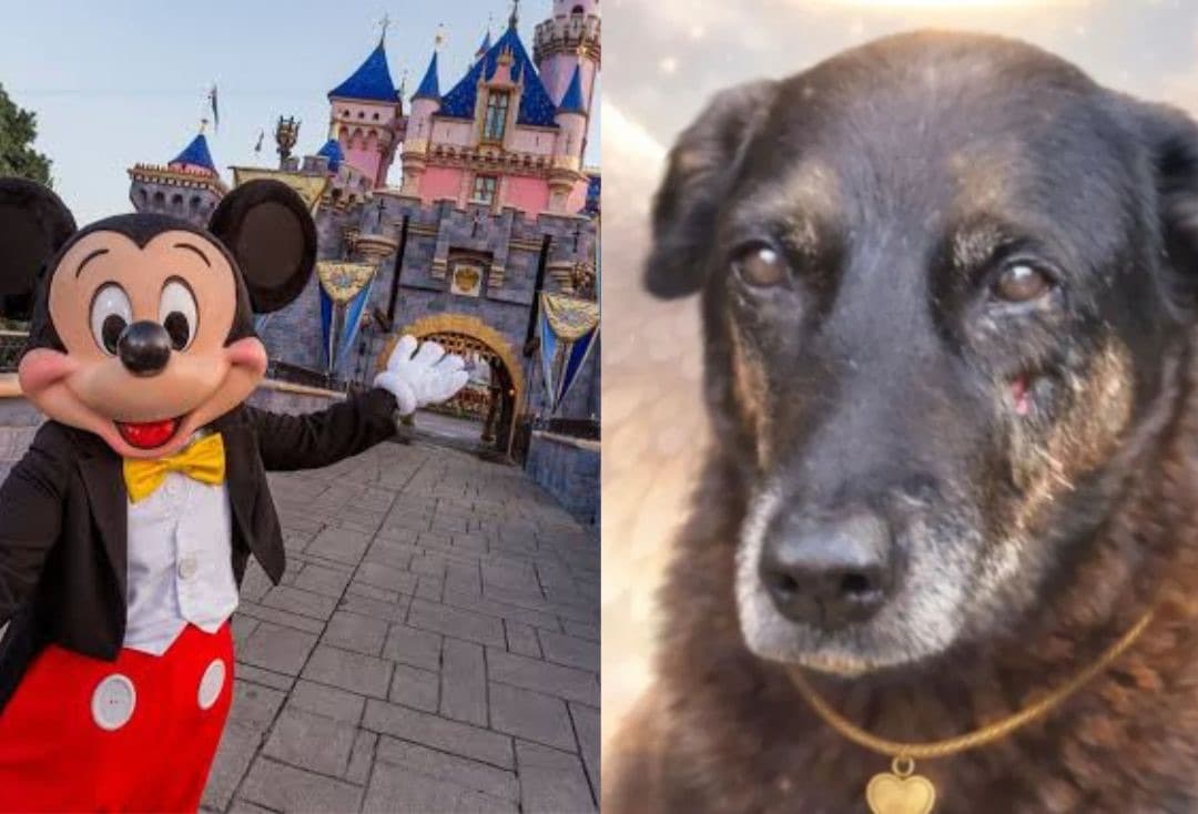 Castigo ou prêmio? Dois dos adolescentes envolvidos na morte de Orelha estão na Disney