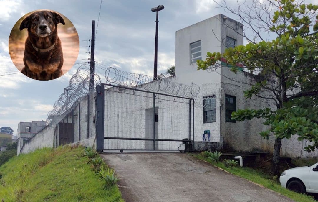 Polícia Civil de SC deve pedir que adolescentes envolvidos no caso Orelha sejam internados