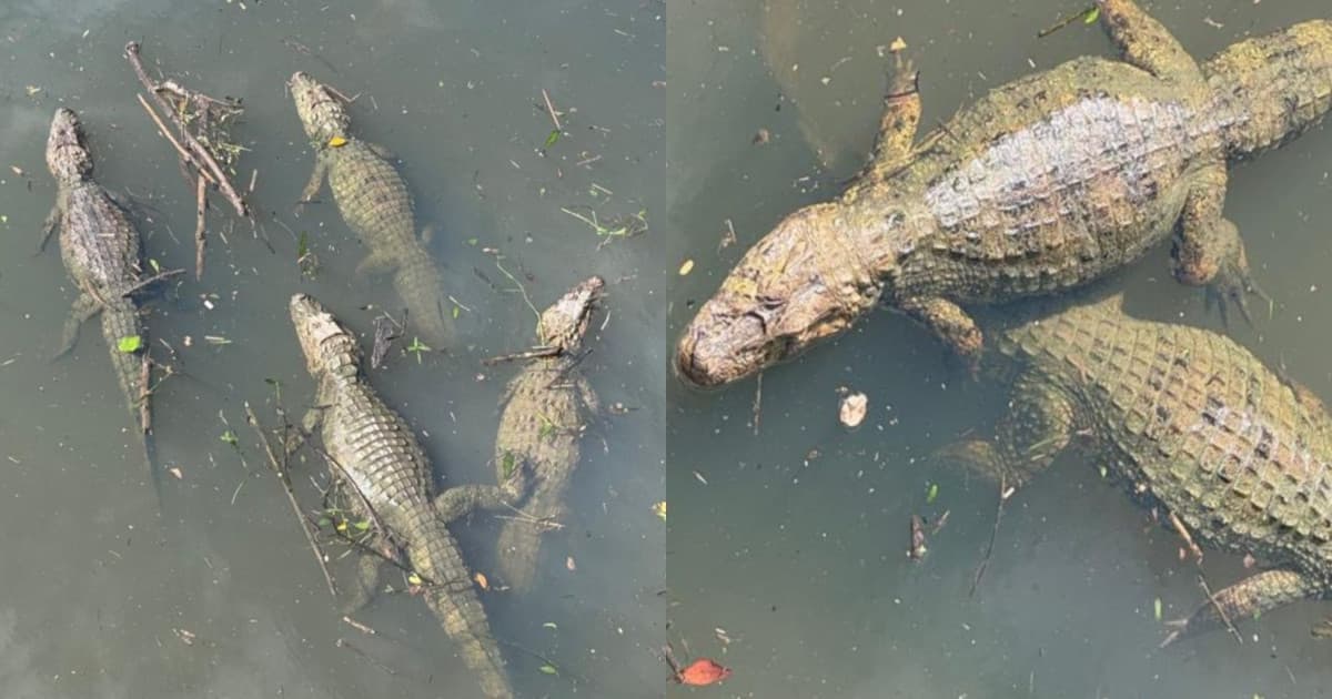 “Não é IA”: mais de 15 jacarés aparecem juntos em mangue ao lado de shopping em Florianópolis