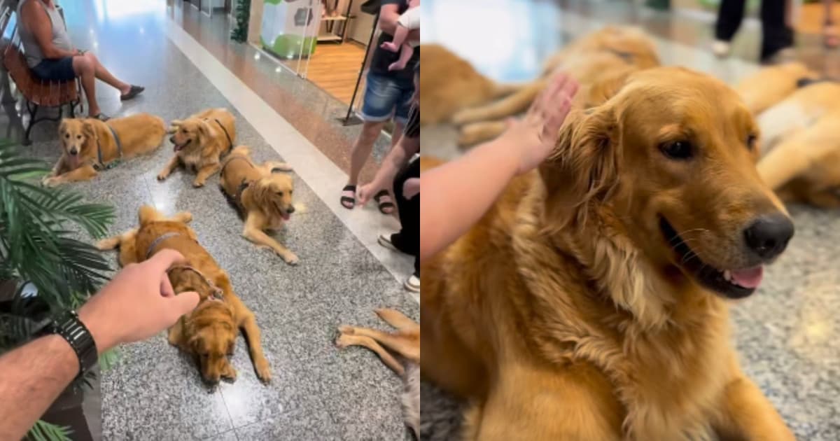 “Momento fofura”: enquanto tutor fazia compras, matilha de cães conquistava clientes em SC