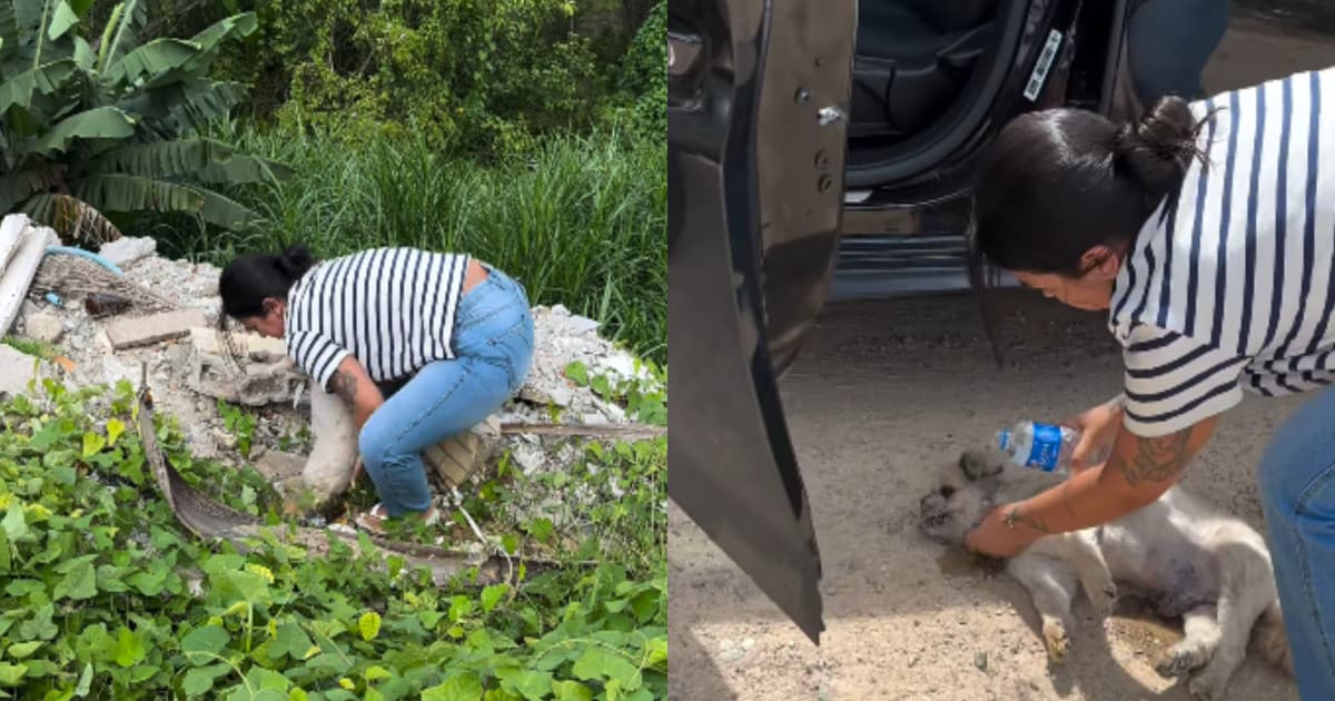 “Inacreditável”: cãozinho cego é encontrado soterrado em entulhos de terreno baldio em Brusque