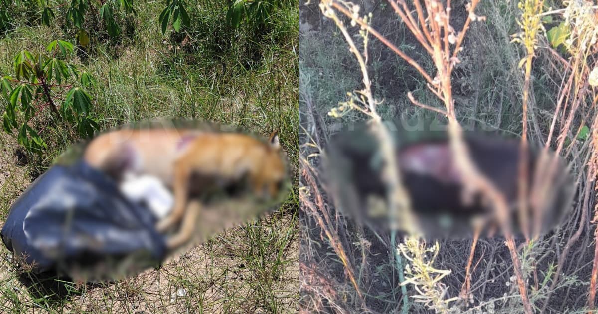 Cães são brutalmente assassinados a facadas em SC: “dois em menos de 24h”