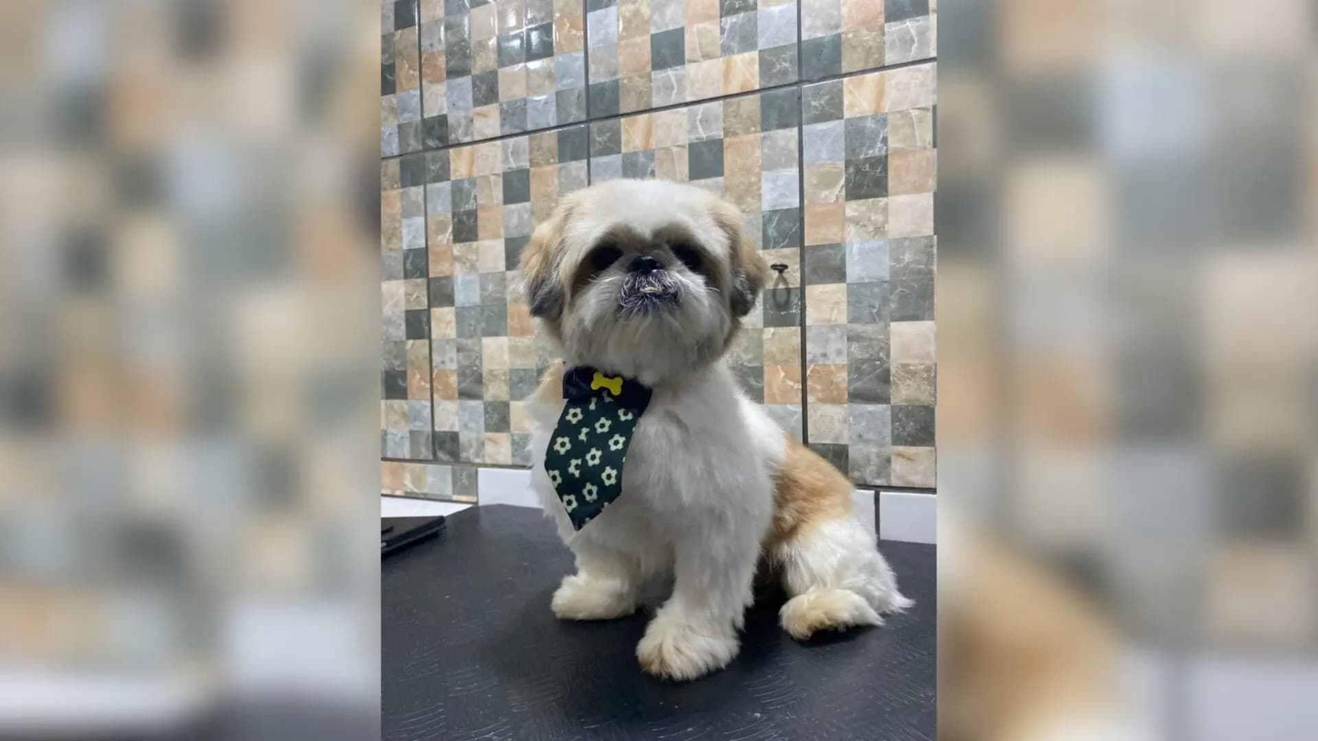 Tutor é indiciado após deixar cão em pet shop e não retornar para buscá-lo em Florianópolis