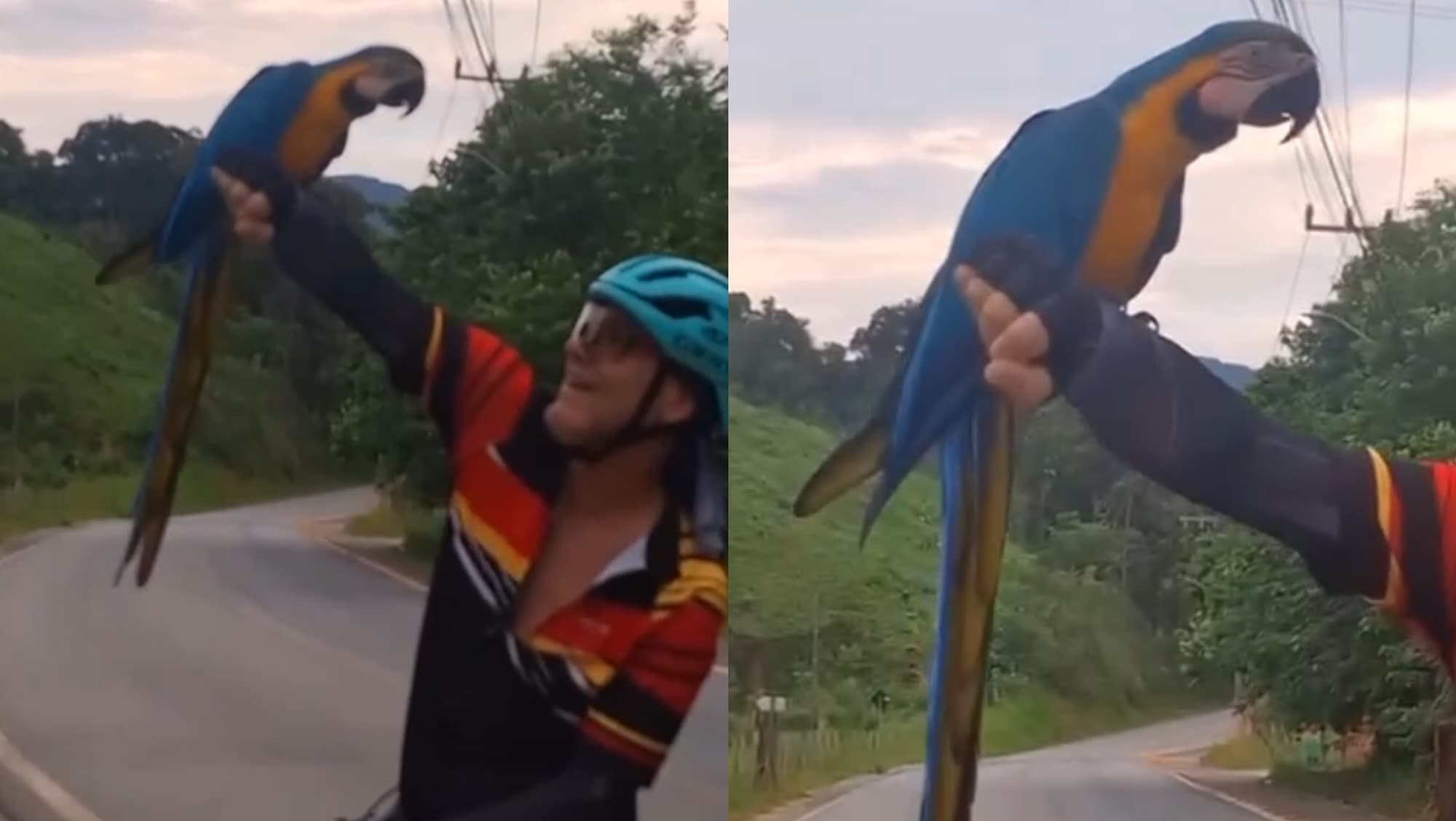 “Deus é maravilhoso”: Encontro inesperado com arara marca pedal de casal em SC