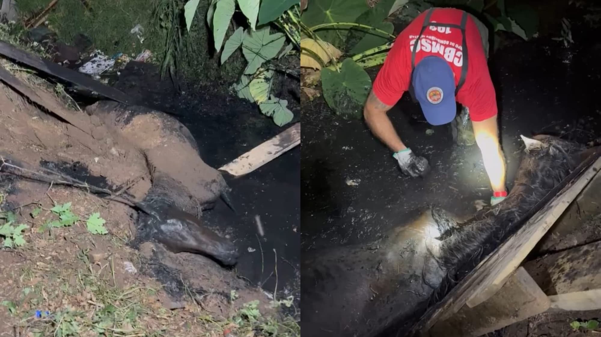 Coberta por lama e esgoto, égua é salva após resgate delicado em córrego de Lages