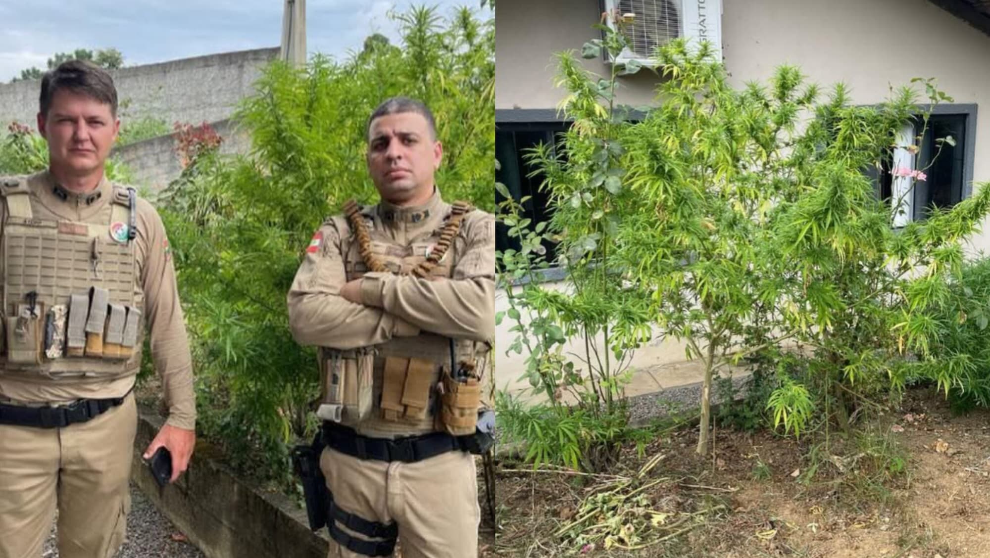 “Não era aipim”: PM encontra pés gigantes de maconha em quintal de residência em SC