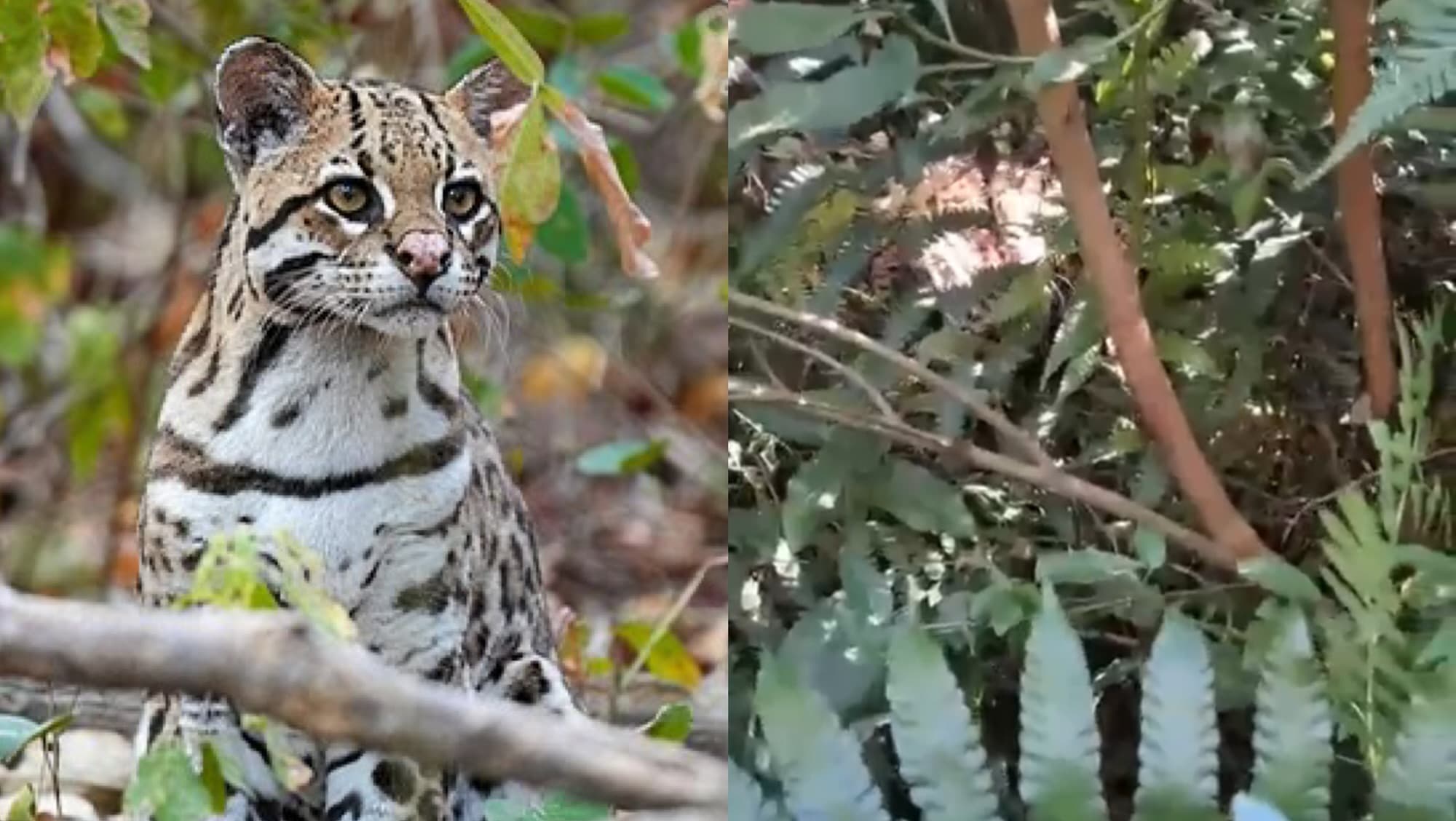 Morador vai beber água em área de mata e dá de cara com jaguatirica em SC