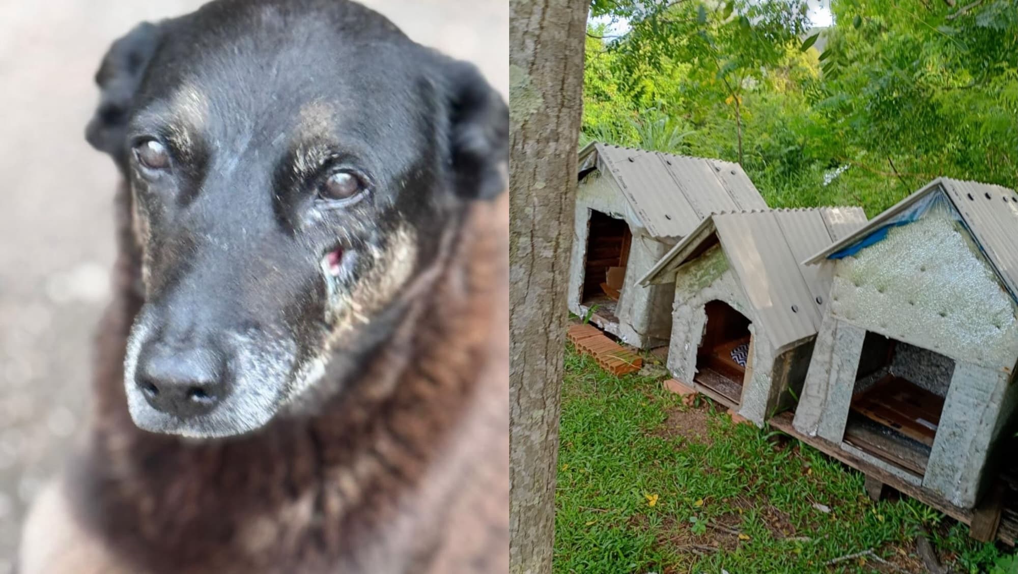 Cão comunitário é morto a pauladas e moradores se revoltam em Florianópolis: “querem abafar!”