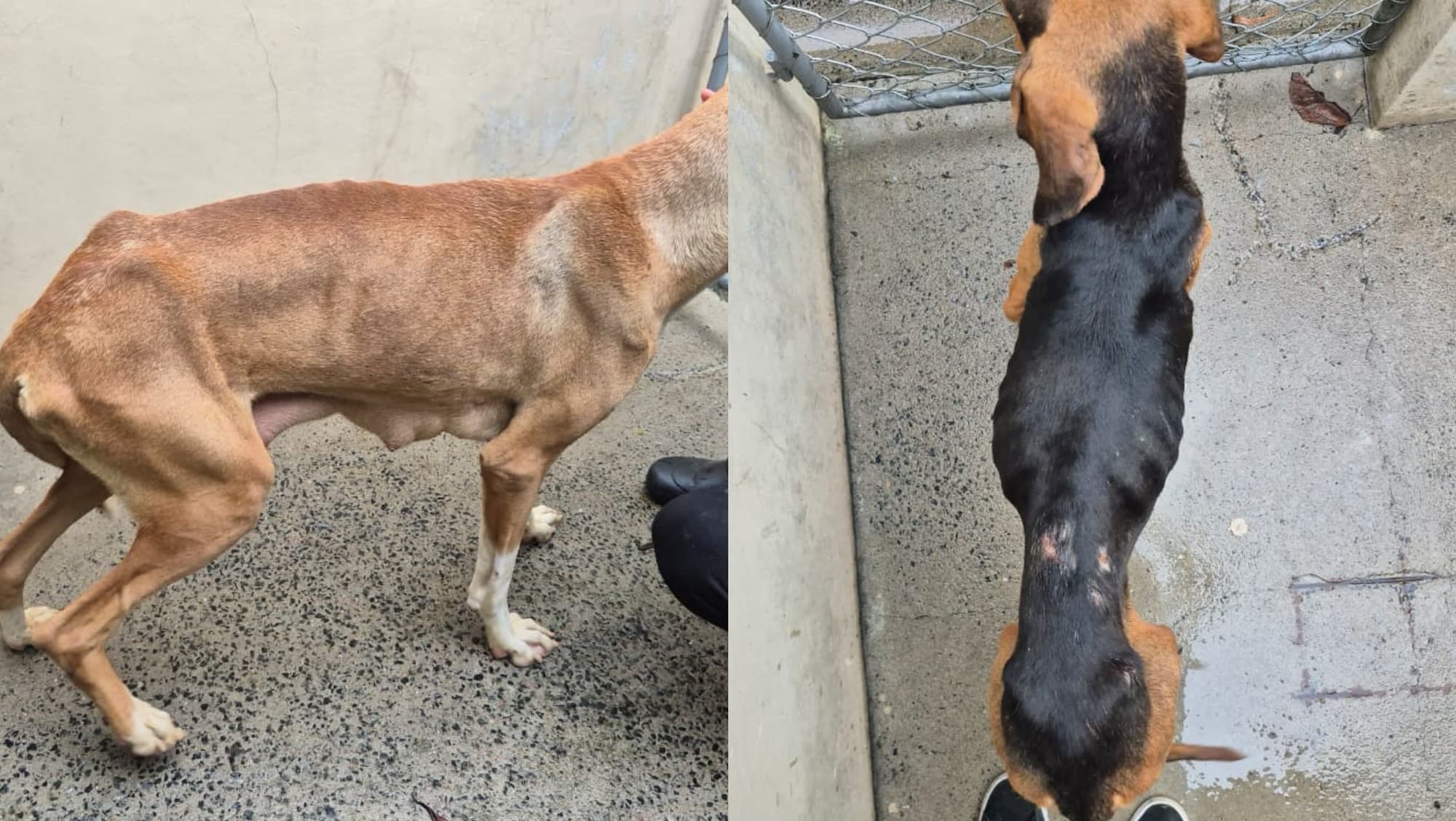 Homem é preso após cães serem encontrados pele e osso dentro de imóvel em SC