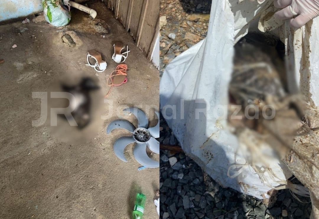 “Não deu pra levar”: tutor é preso após flagrante absurdo de cães mortos no Vale do Rio Tijucas