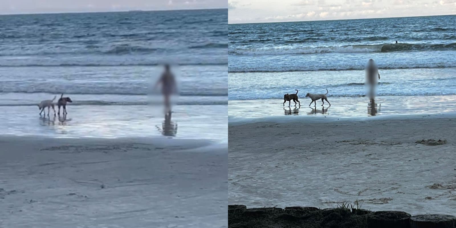 Moradora de Itapema reclama de pessoa brincando com cães no mar: “absurdo”, afirma