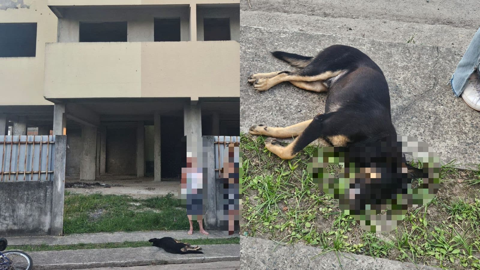 Adolescentes tentam afogar, agridem e matam cachorro em Itajaí: “jogaram de prédio”