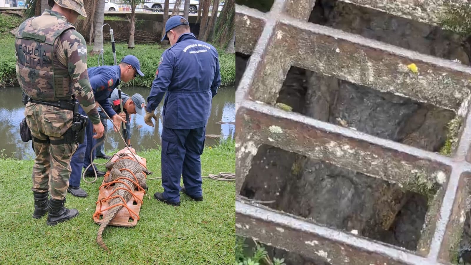 Moradores se assustam com jacaré gigante em Florianópolis