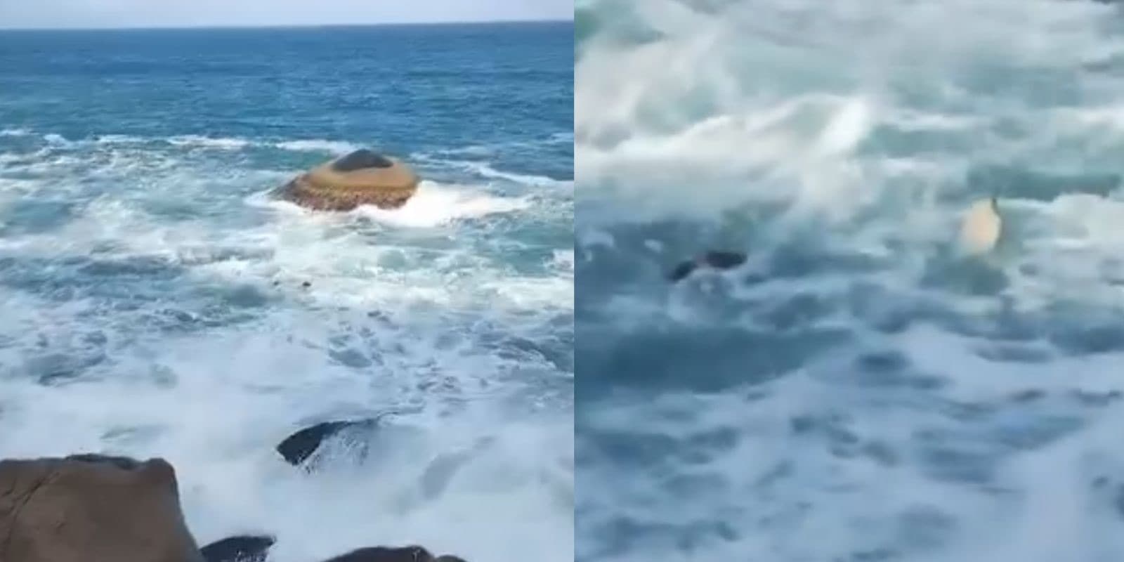 “Que tristeza”: morador flagra tartarugas boiando e suspeita de redes em praia de Florianópolis