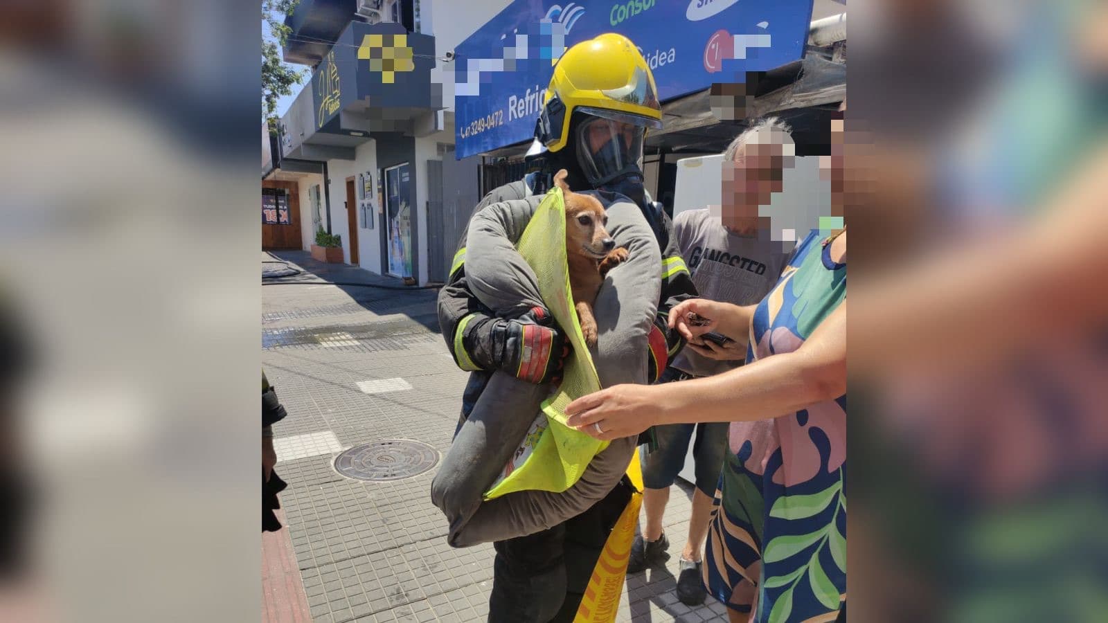 Cachorro caramelo é salvo por bombeiros durante incêndio em residência em Itajaí