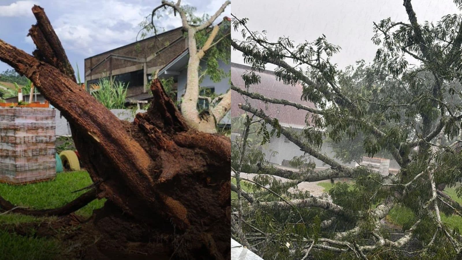 Temporal arranca árvore gigante pela raiz no Alto Vale do Itajaí