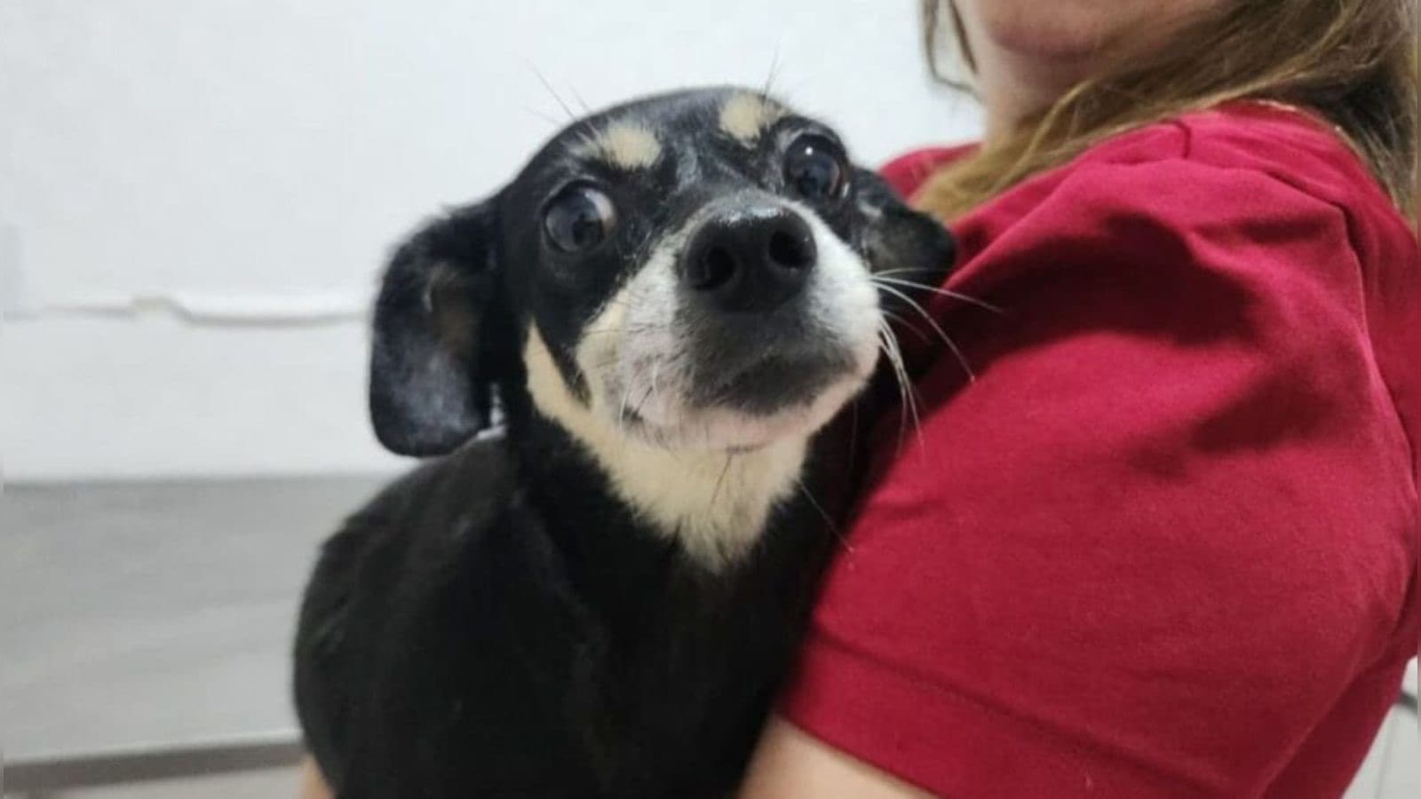 Cadela enterrada viva por adolescentes tinha microchip com dados do tutor em SC