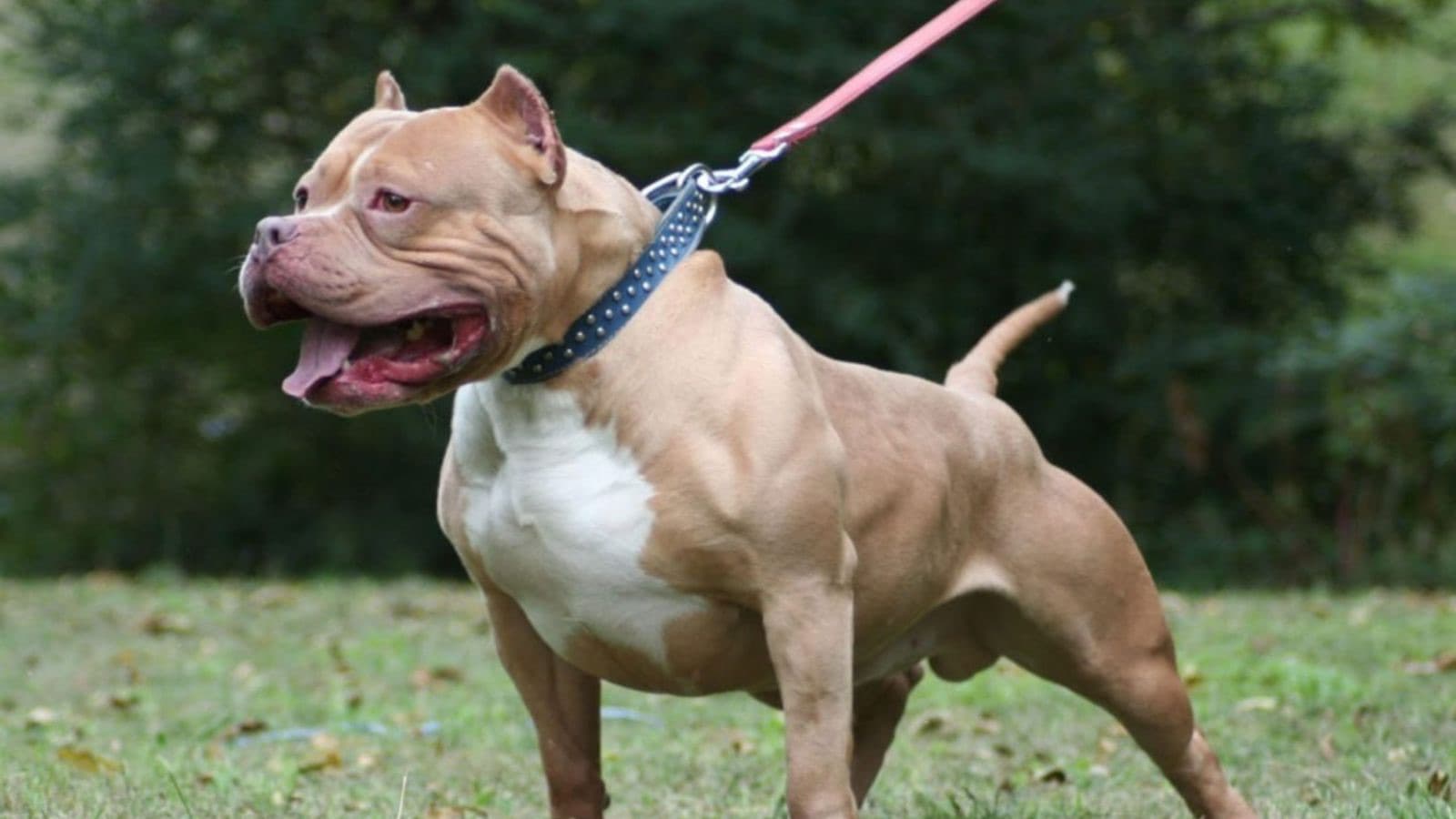 Pitbull é morto com tiro após tentar atacar idosa e policial em SC
