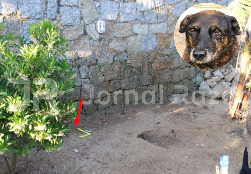 Orelha foi enterrado direto na terra, sem saco nem caixa, nos fundos de uma casa em Florianópolis
