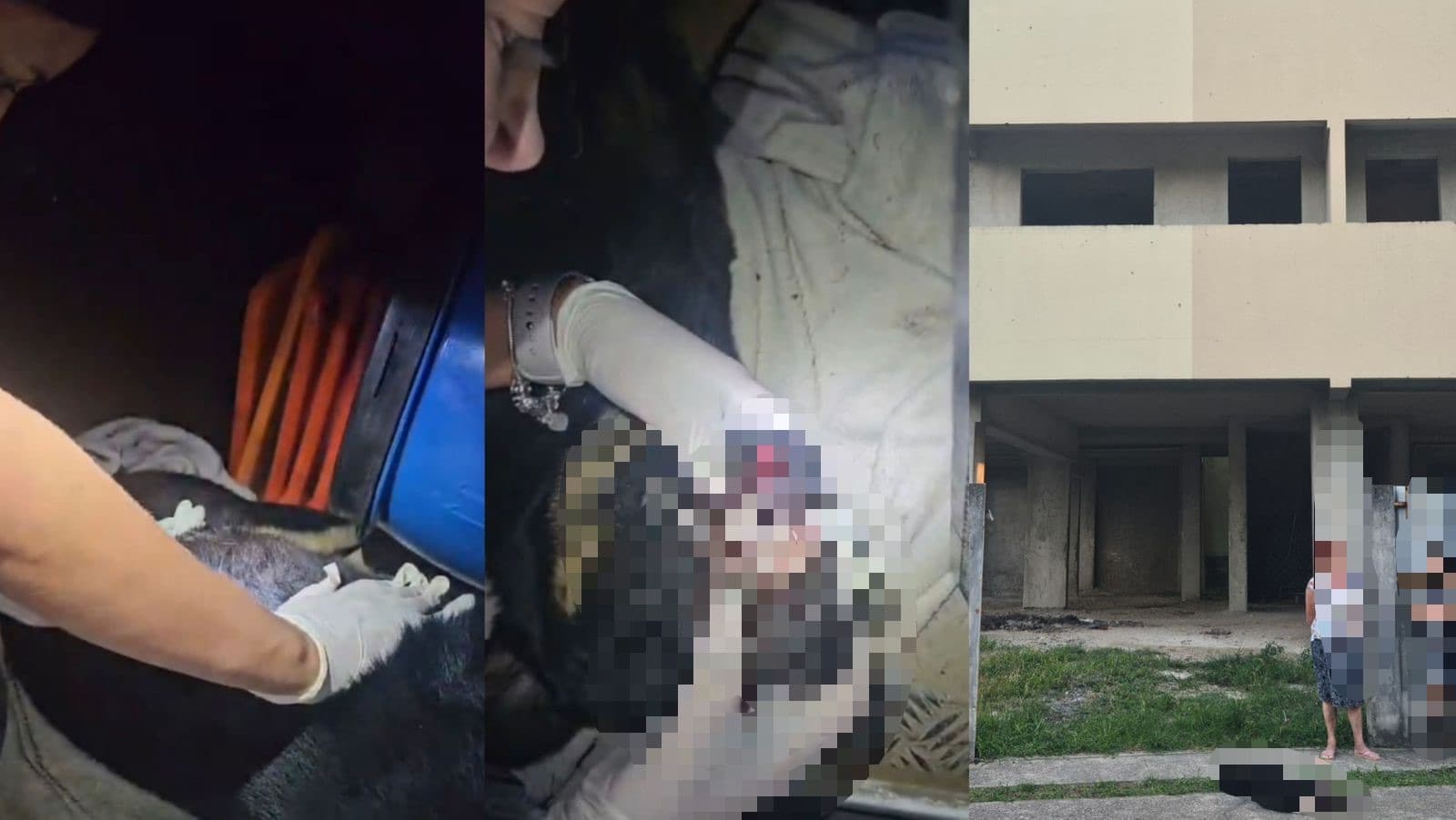 Vídeo mostra peritos analisando cão morto após ser jogado de prédio em SC: “caiu de cabeça”