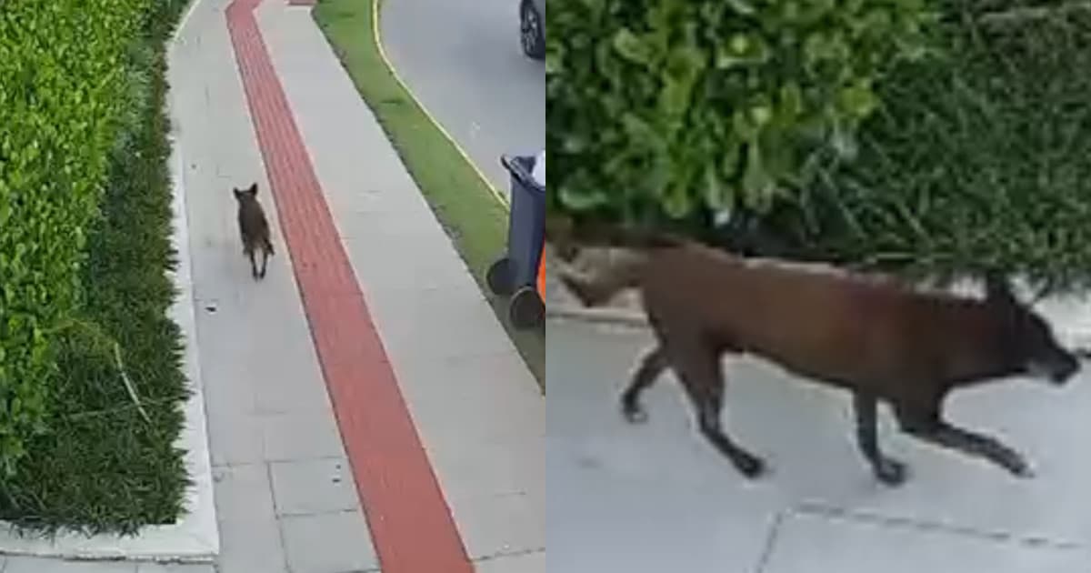 Advogado alega que Orelha estava “vivo e bem” horas após “supostas agressões” em Florianópolis