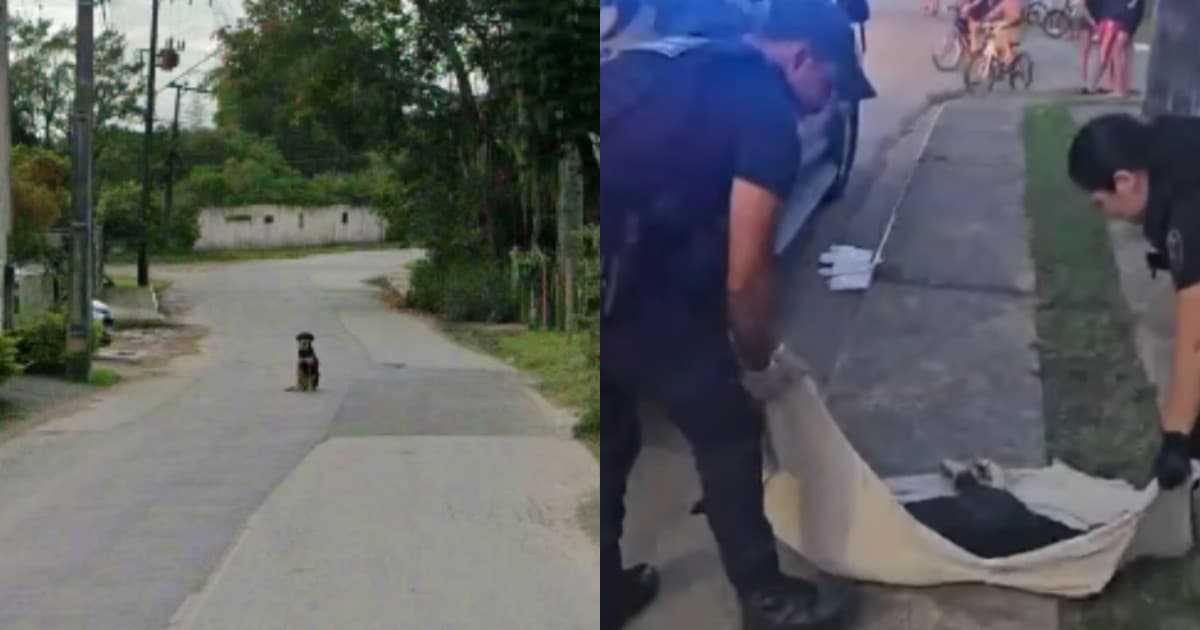 “Maldade pura”: cachorro jogado de prédio em Itajaí aparece em fotos no local