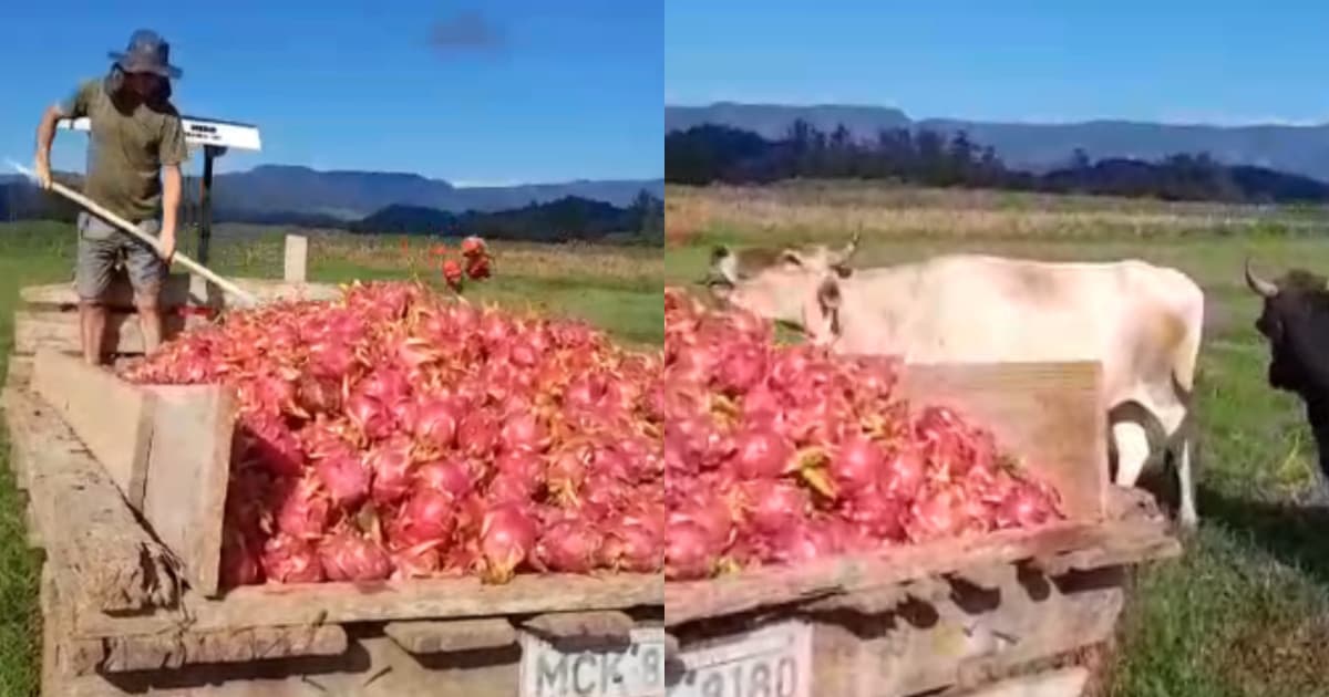 Crise no campo obriga produtor de pitaya a descartar parte da safra para o gado em Santa Catarina