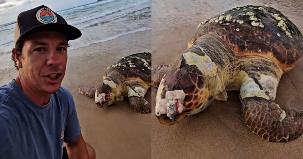“Fim de uma jornada”: gigante do mar com possível décadas de vida é encontrada morta em praia de SC