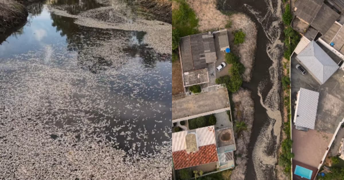“Mistério na Grande Florianópolis”: milhares de peixes aparecem mortos em rio e autoridades apuram o que houve