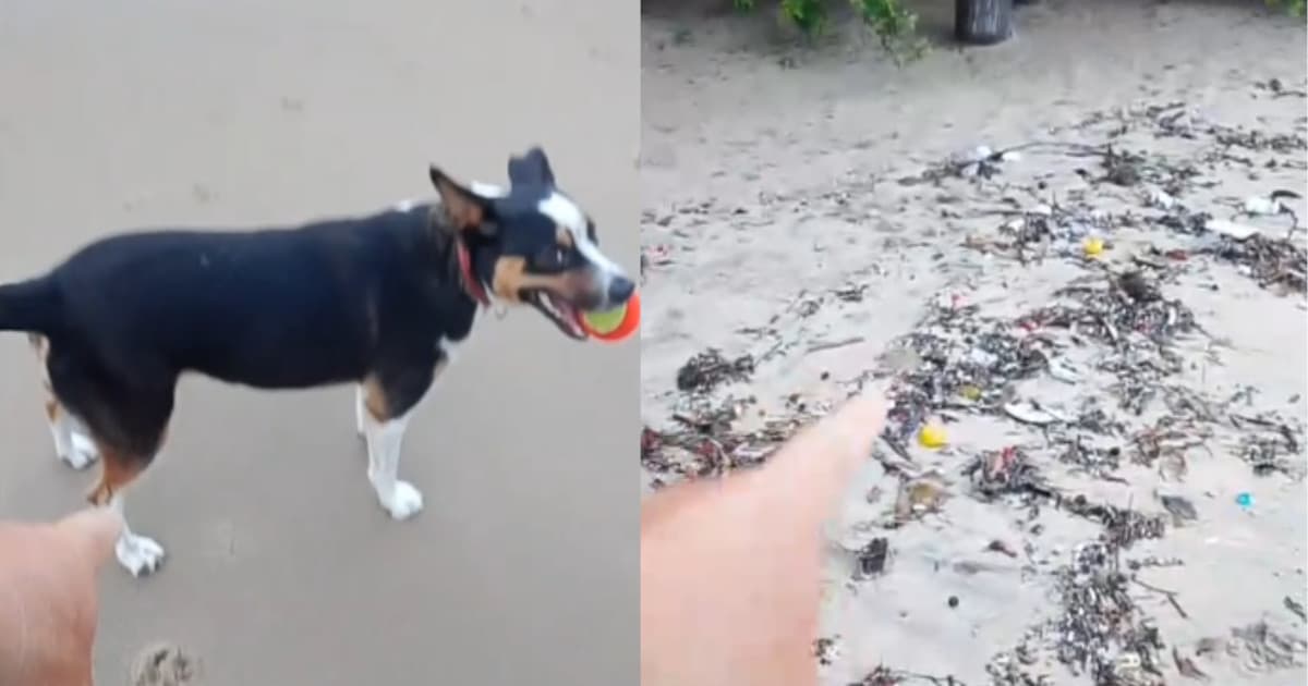 “Cachorro não joga lixo no mar”, diz morador ao rebater críticas sobre cães nas praias de SC