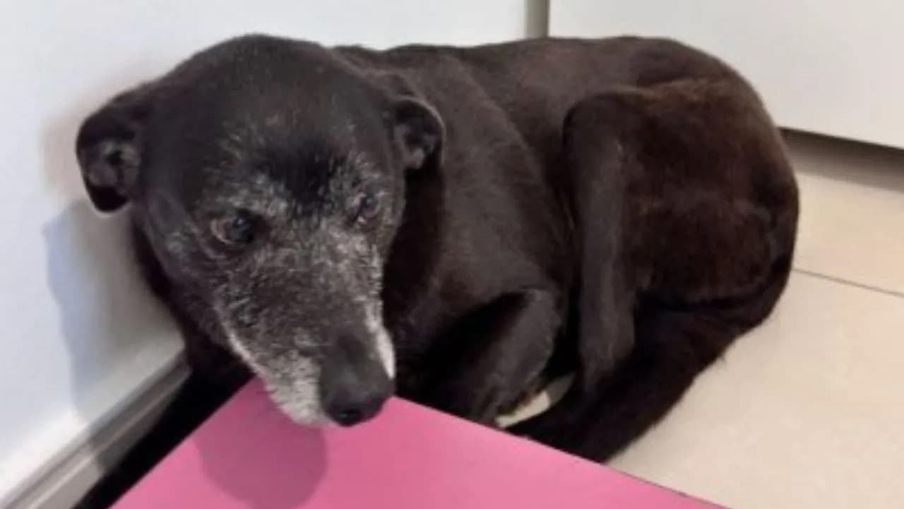 Cadela Pretinha, amiga do cão comunitário Orelha, morre durante tratamento em Florianópolis