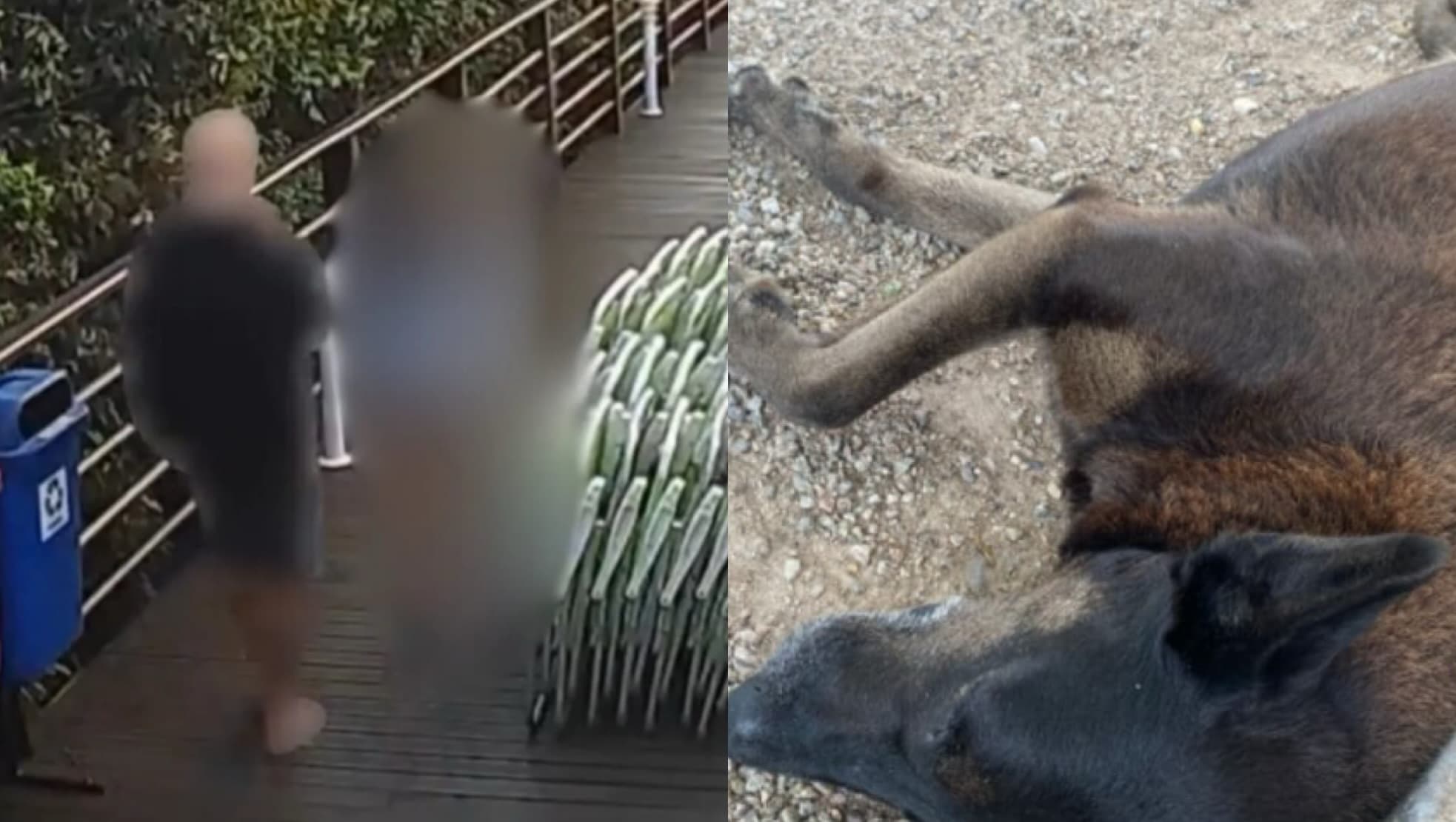 Imagens derrubam versão de adolescente no caso do cão Orelha