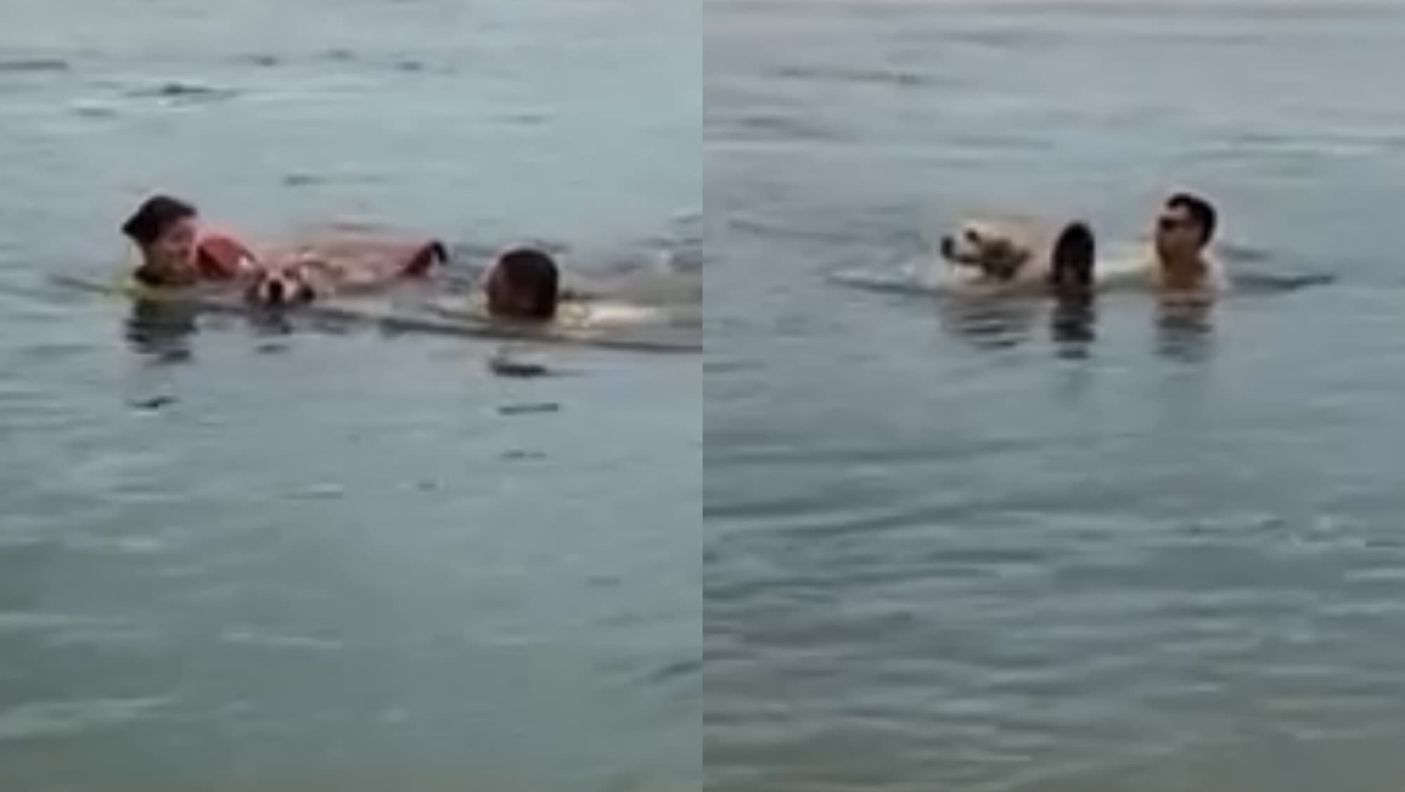 “A vida deles também importa”: Guarda-vidas salvam cachorros levados pela correnteza em praia de SC