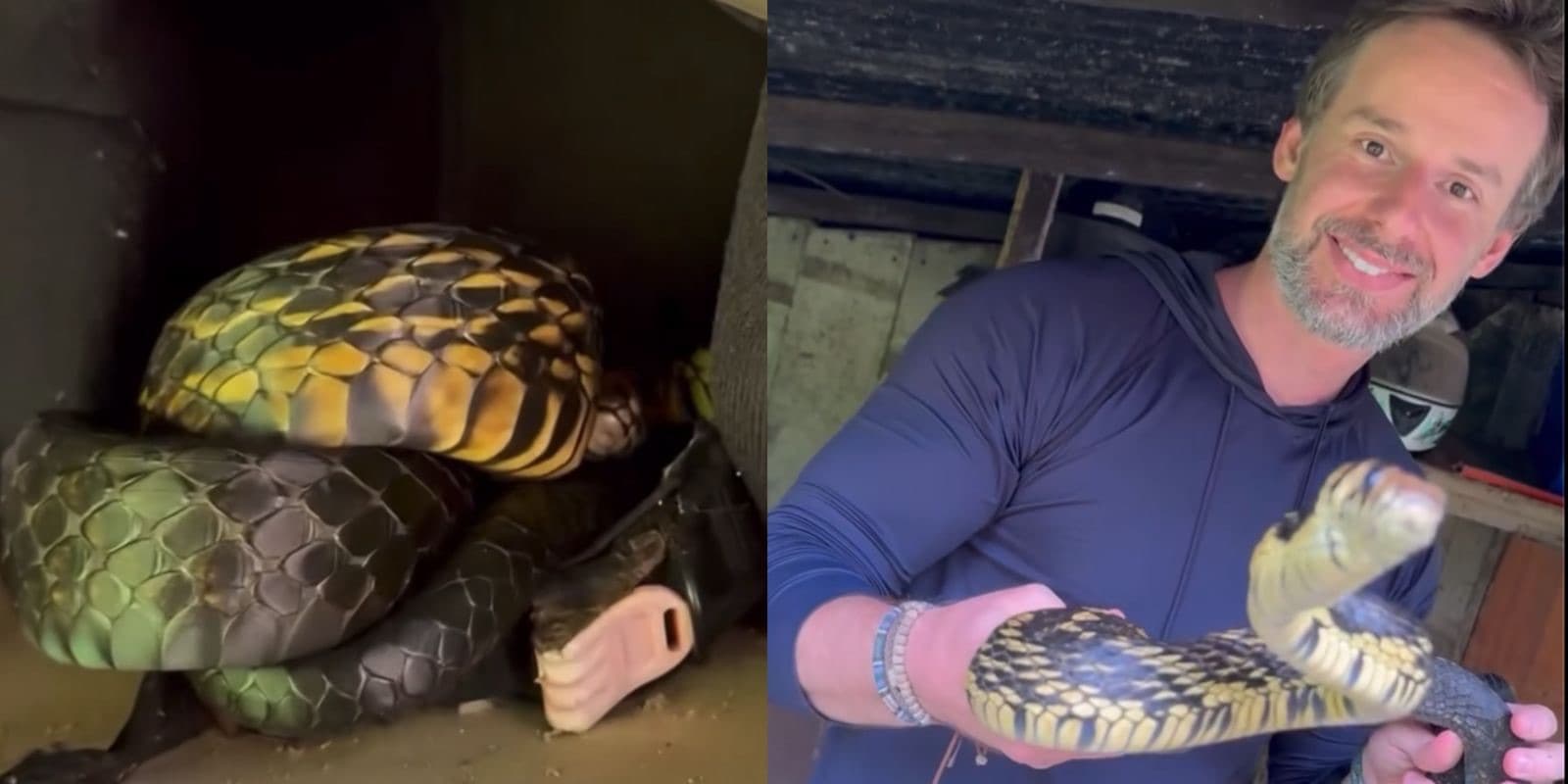 “Quero ver quem vai pegar”: cobra de mais de 2 metros é encontrada dentro de capacete em SC