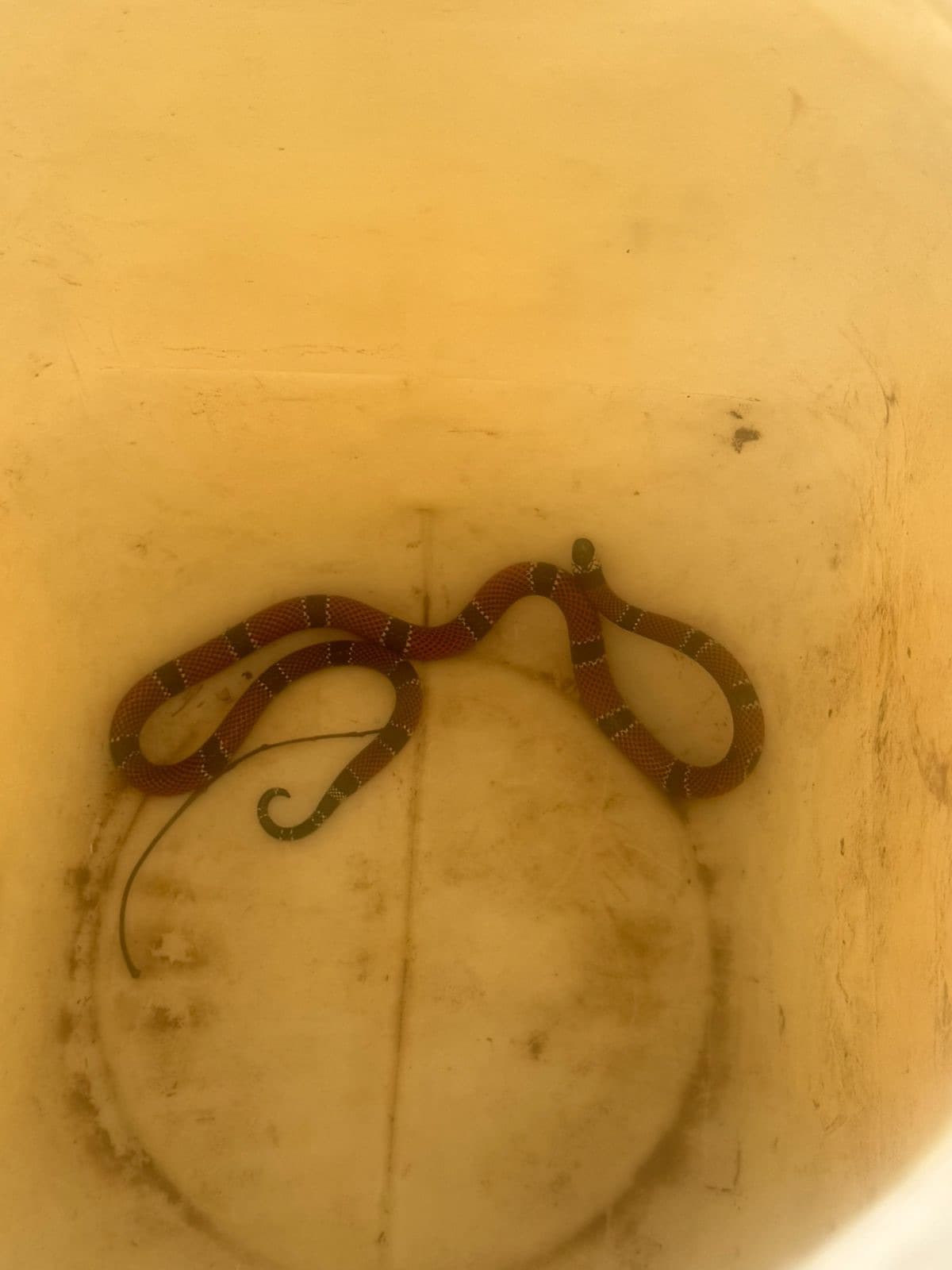 Cobra coral é encontrada em creche de Florianópolis