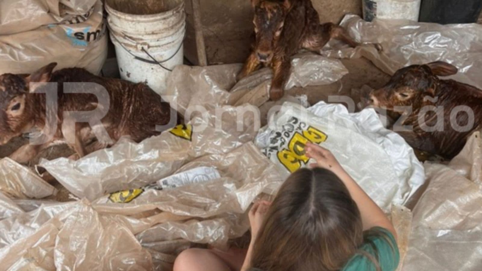 Vaca dá à luz trigêmeas em sítio de SC e surpreende moradores